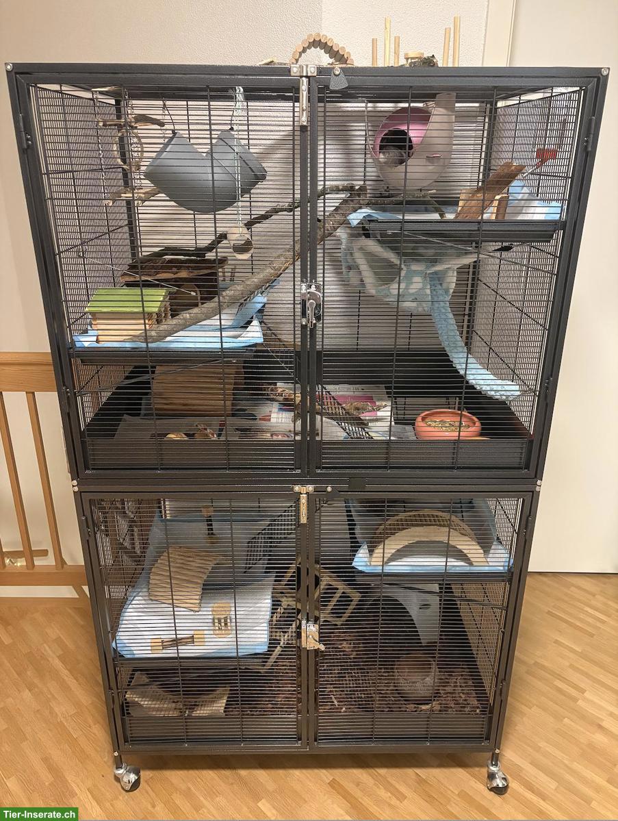 Bild 4: 3 Ratten 🐭 suchen ein liebes Zuhause ❤️