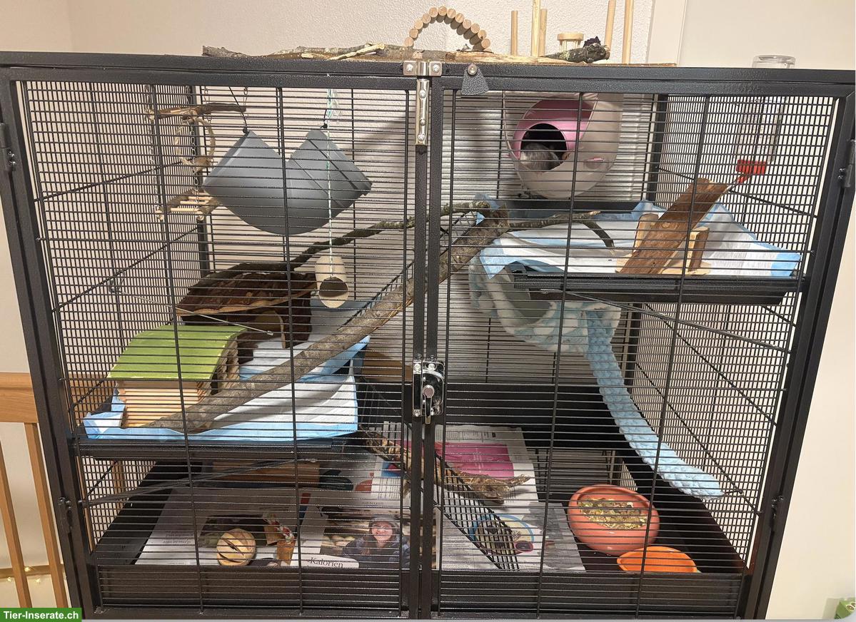 Bild 5: 3 Ratten 🐭 suchen ein liebes Zuhause ❤️