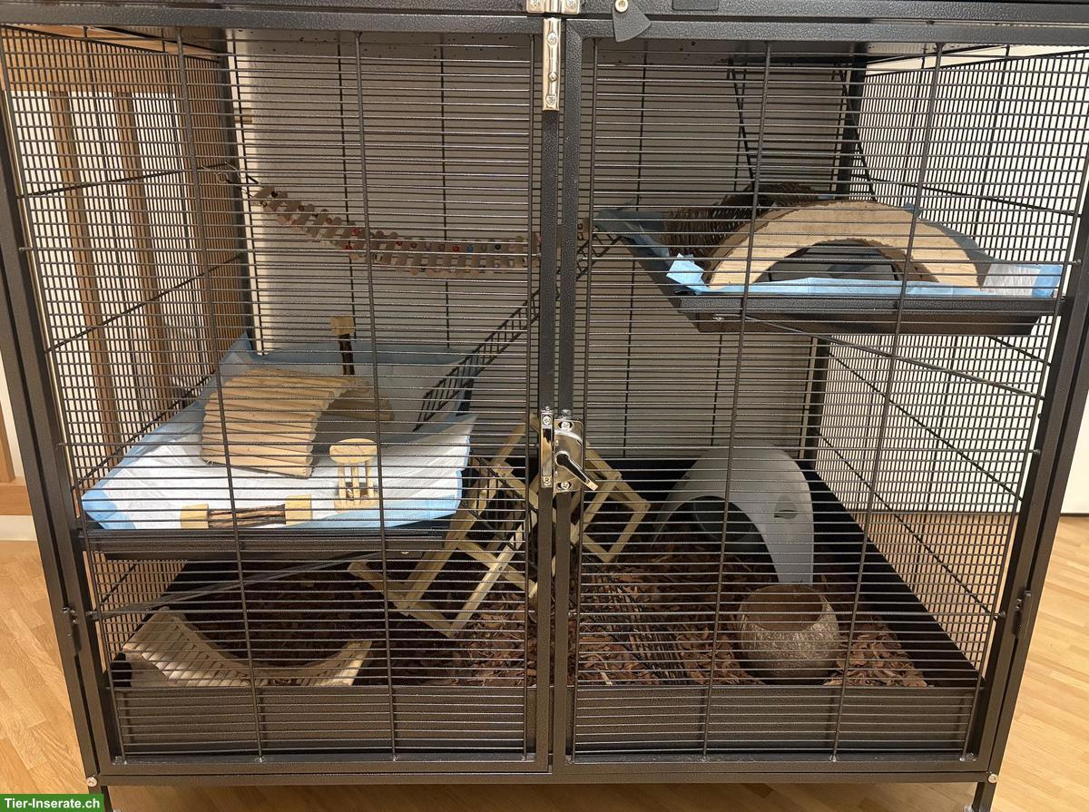 Bild 6: 3 Ratten 🐭 suchen ein liebes Zuhause ❤️