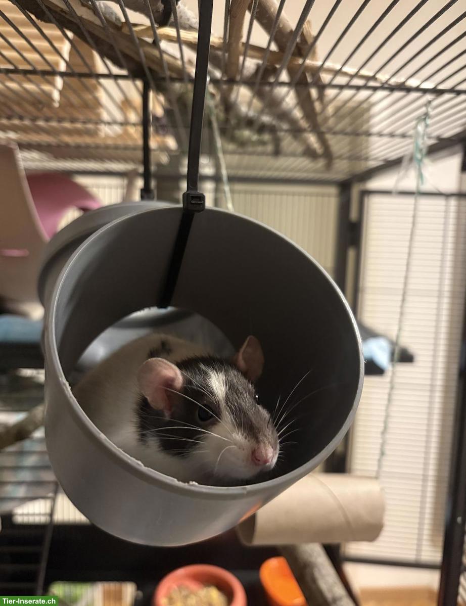 Bild 7: 3 Ratten 🐭 suchen ein liebes Zuhause ❤️