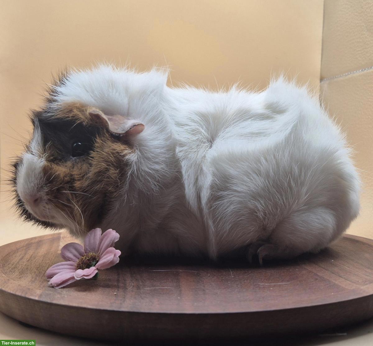 Rosetten Meerschweinchen Weibchen suchen ein Zuhause