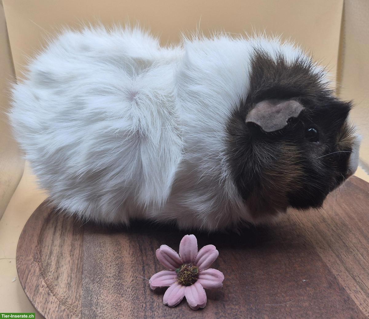 Bild 3: Rosetten Meerschweinchen Weibchen suchen ein Zuhause