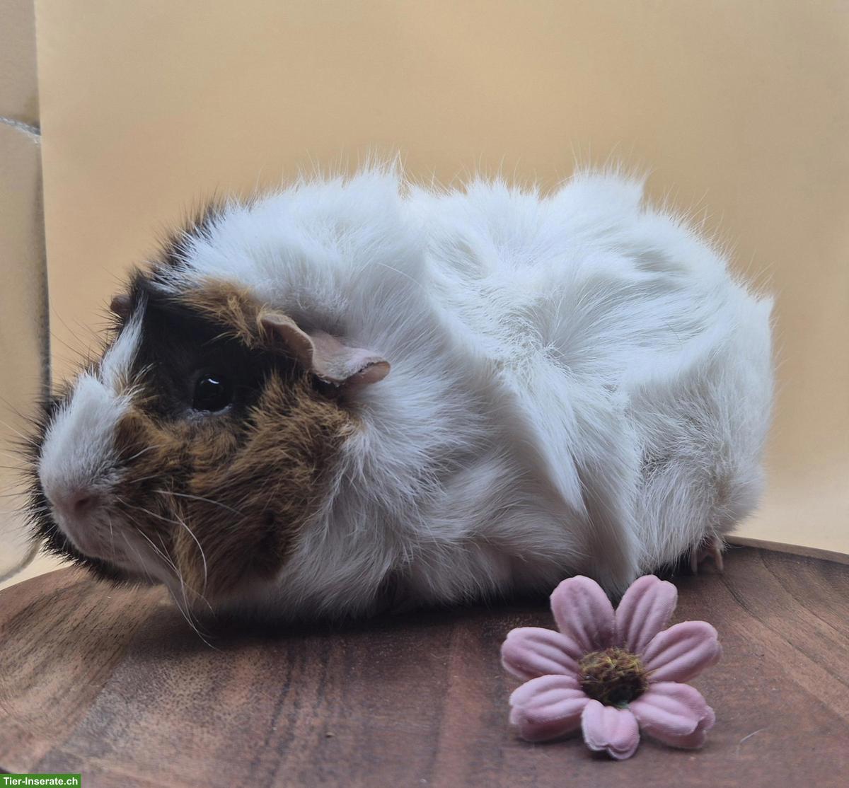 Bild 4: Rosetten Meerschweinchen Weibchen suchen ein Zuhause