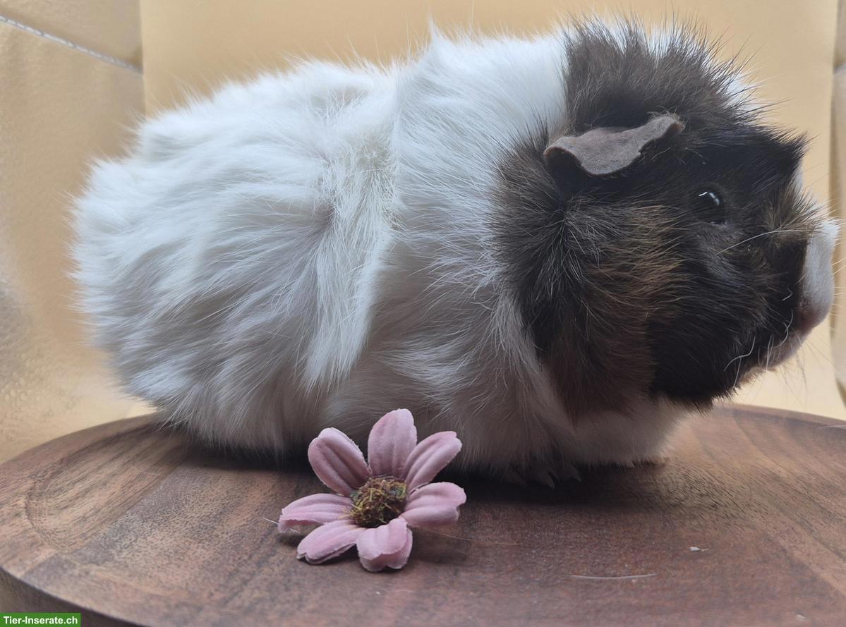 Bild 5: Rosetten Meerschweinchen Weibchen suchen ein Zuhause