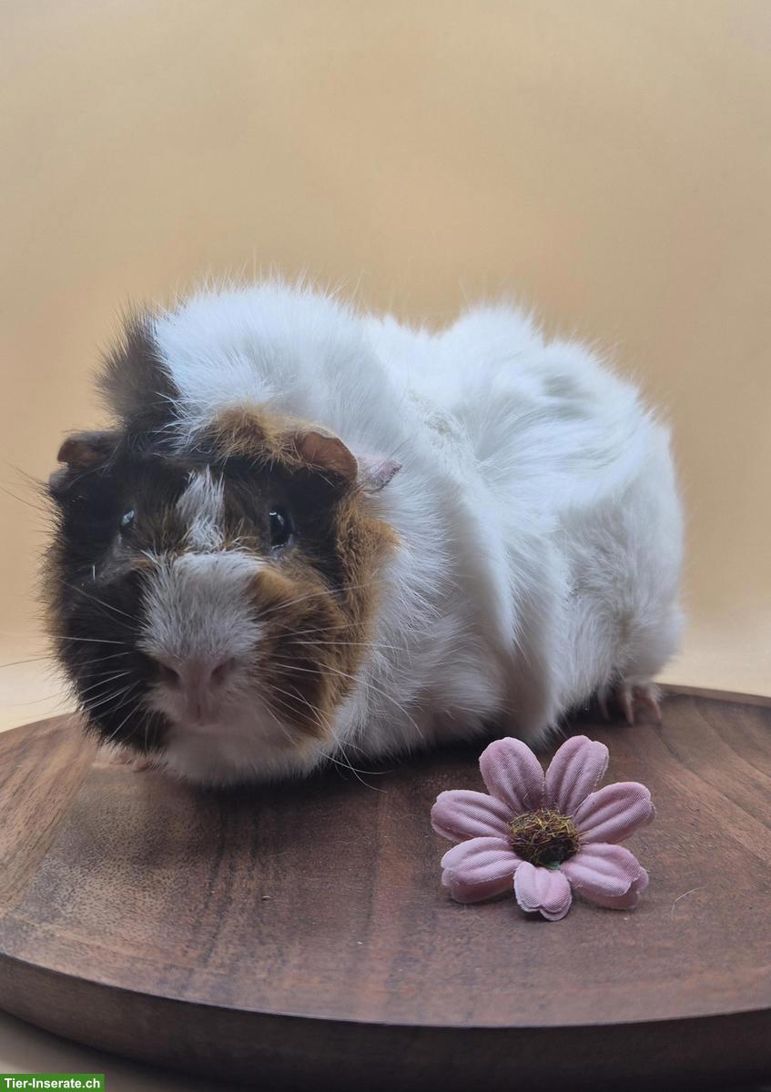 Bild 6: Rosetten Meerschweinchen Weibchen suchen ein Zuhause