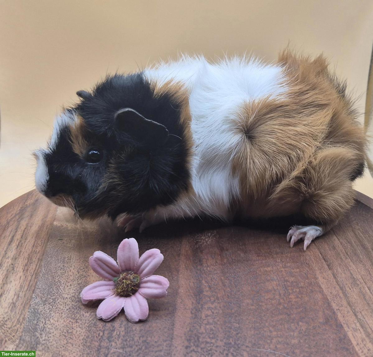 Bild 7: Rosetten Meerschweinchen Weibchen suchen ein Zuhause