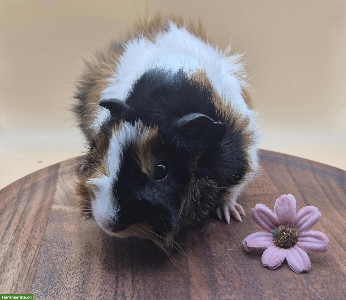 Bild 8: Rosetten Meerschweinchen Weibchen suchen ein Zuhause