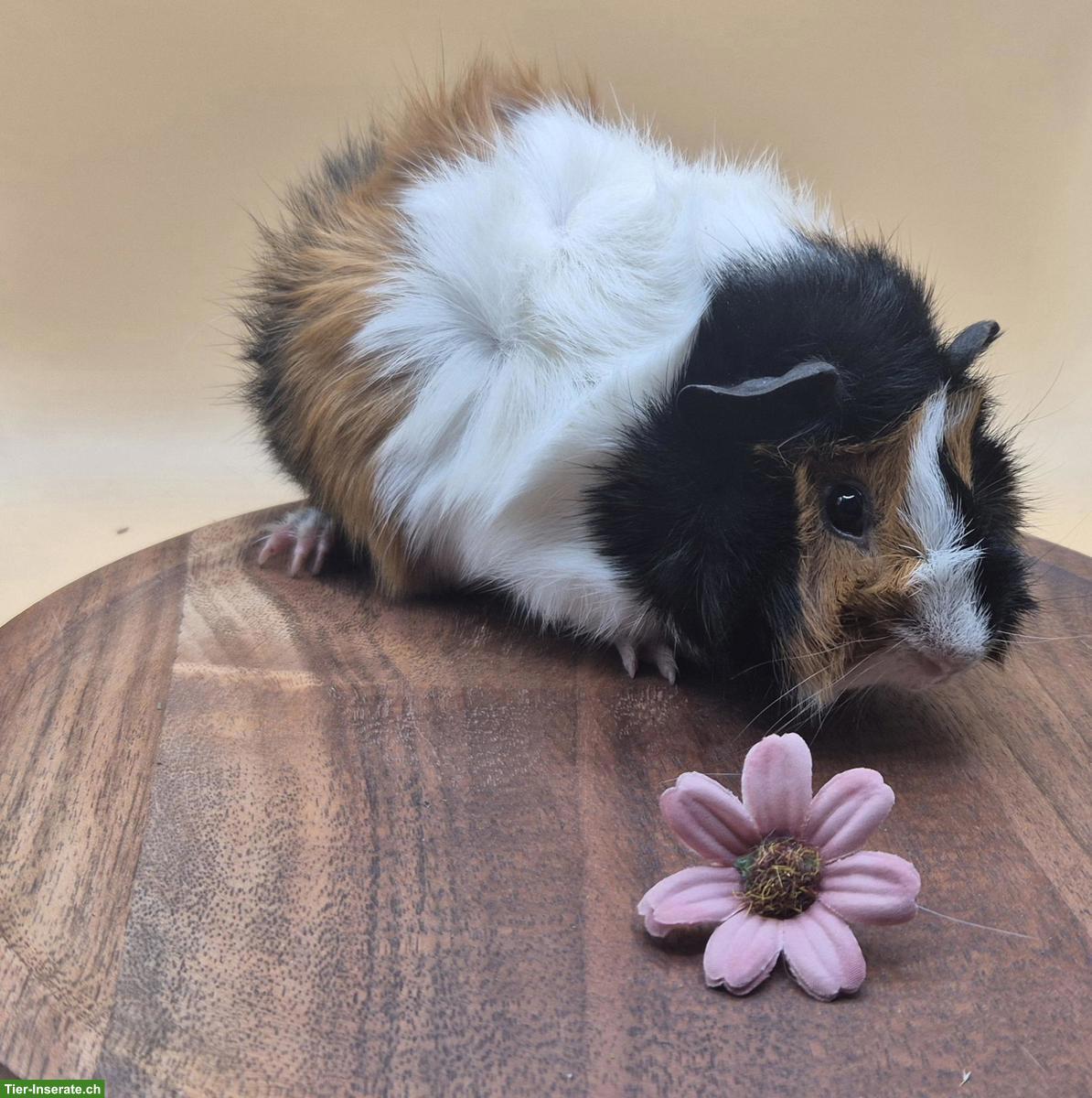 Bild 9: Rosetten Meerschweinchen Weibchen suchen ein Zuhause