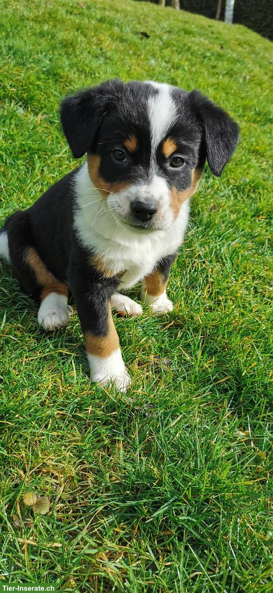 Bild 2: Appenzeller Mischlingswelpen