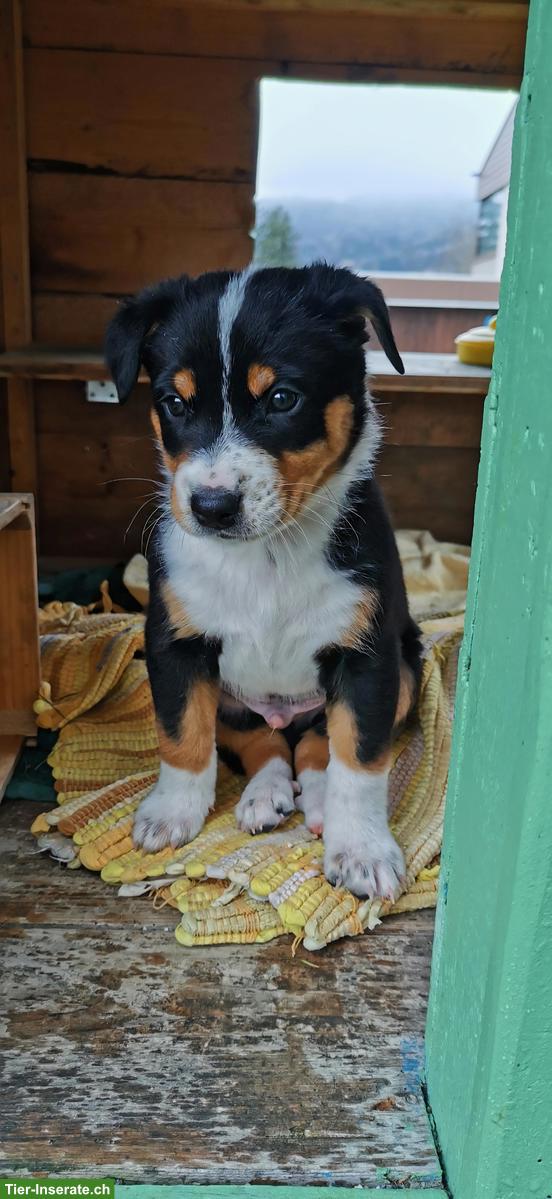 Bild 3: Appenzeller Mischlingswelpen