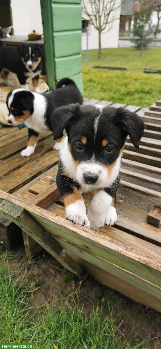 Bild 4: Appenzeller Mischlingswelpen