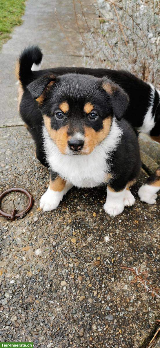 Bild 5: Appenzeller Mischlingswelpen