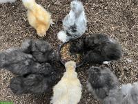 US Silkie Junghennen zu verkaufen