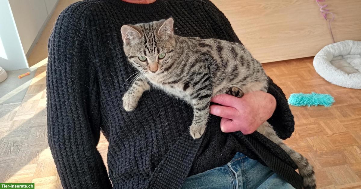 Bild 2: Bengal x Neva Masquarade Mischlingskatze