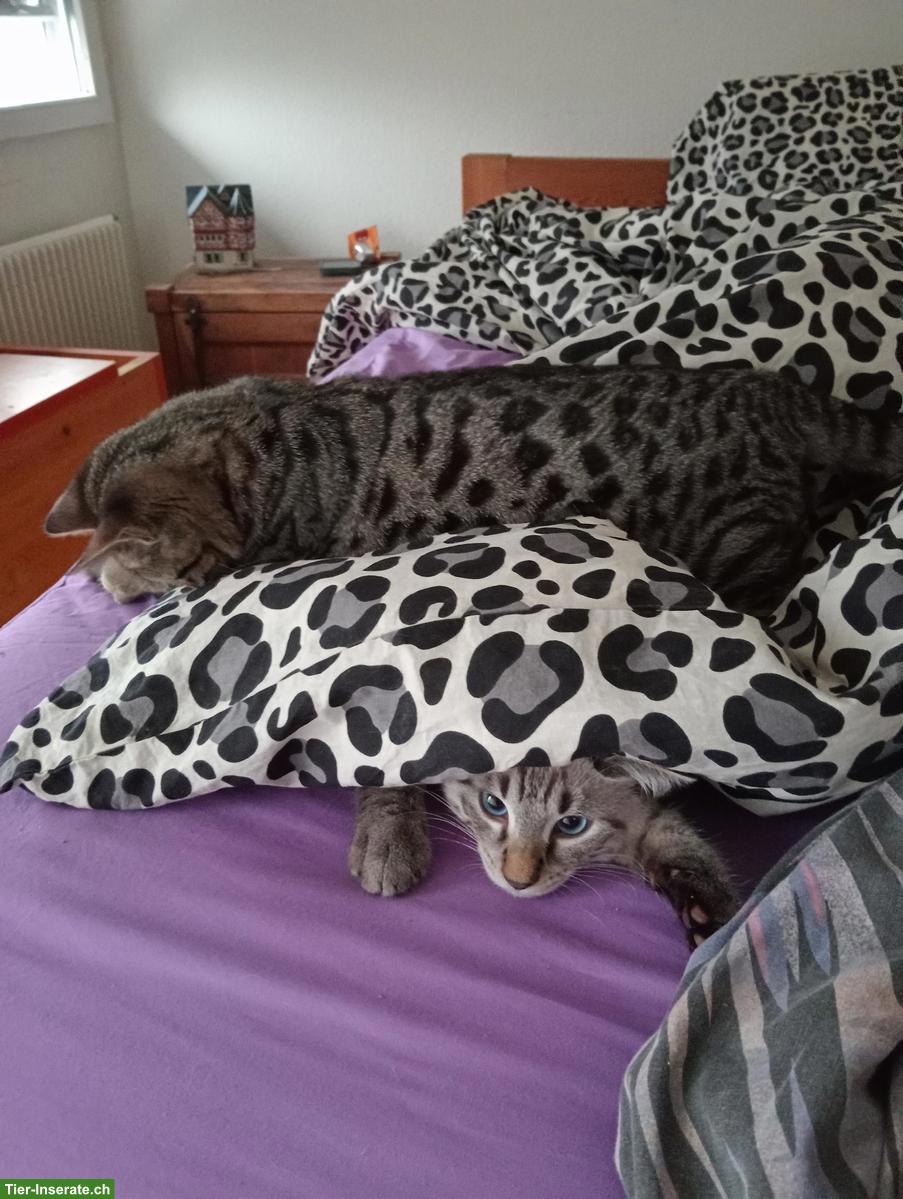 Bild 3: Bengal x Neva Masquarade Mischlingskatze