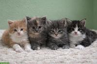 Maine Coon Kitten aus XXL-Linie