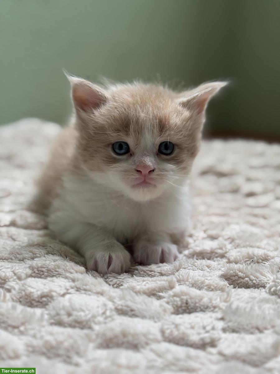 Bild 2: Maine Coon Kitten aus XXL-Linie