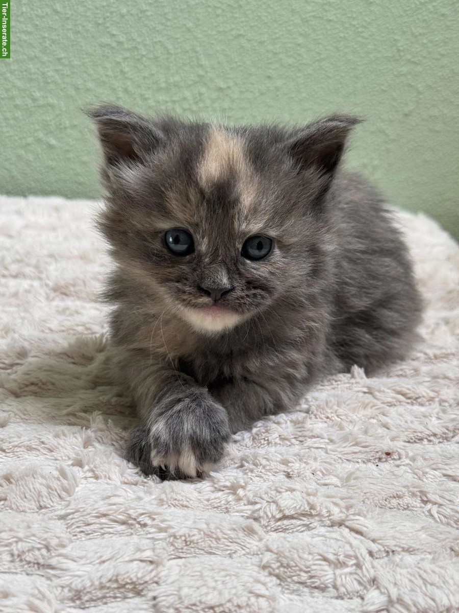 Bild 3: Maine Coon Kitten aus XXL-Linie