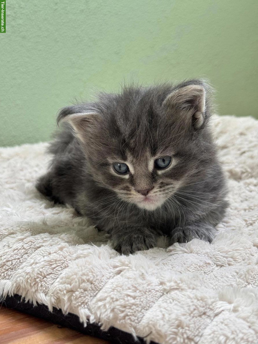 Bild 4: Maine Coon Kitten aus XXL-Linie