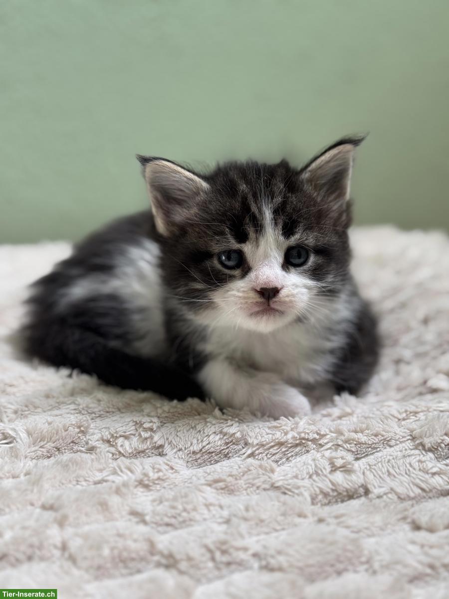 Bild 5: Maine Coon Kitten aus XXL-Linie