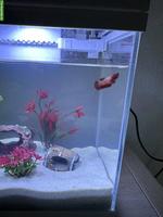 Kampffisch gratis abzugeben