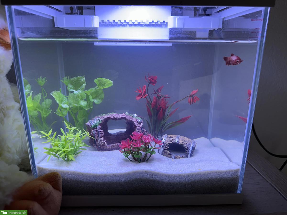 Bild 2: Kampffisch gratis abzugeben