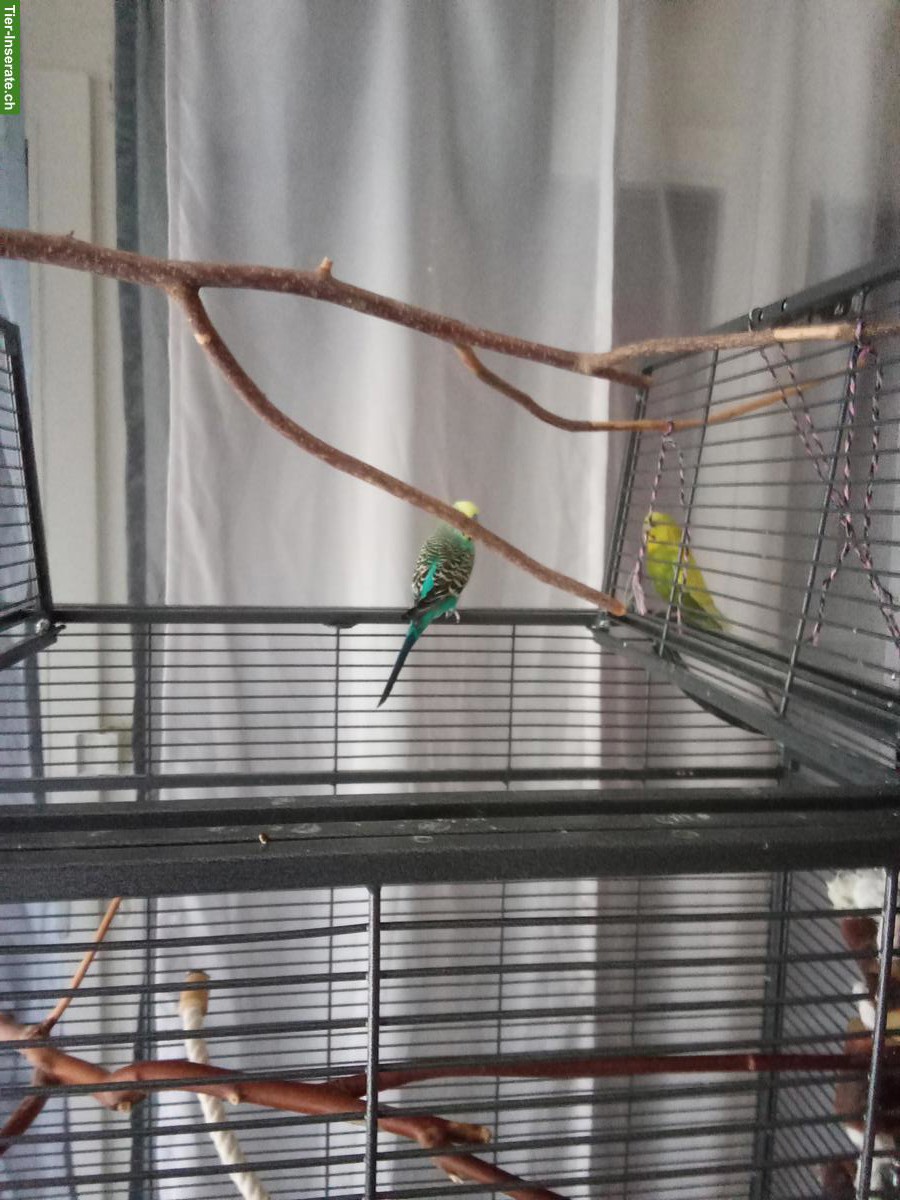 Wellensittich Paar gratis abzugeben