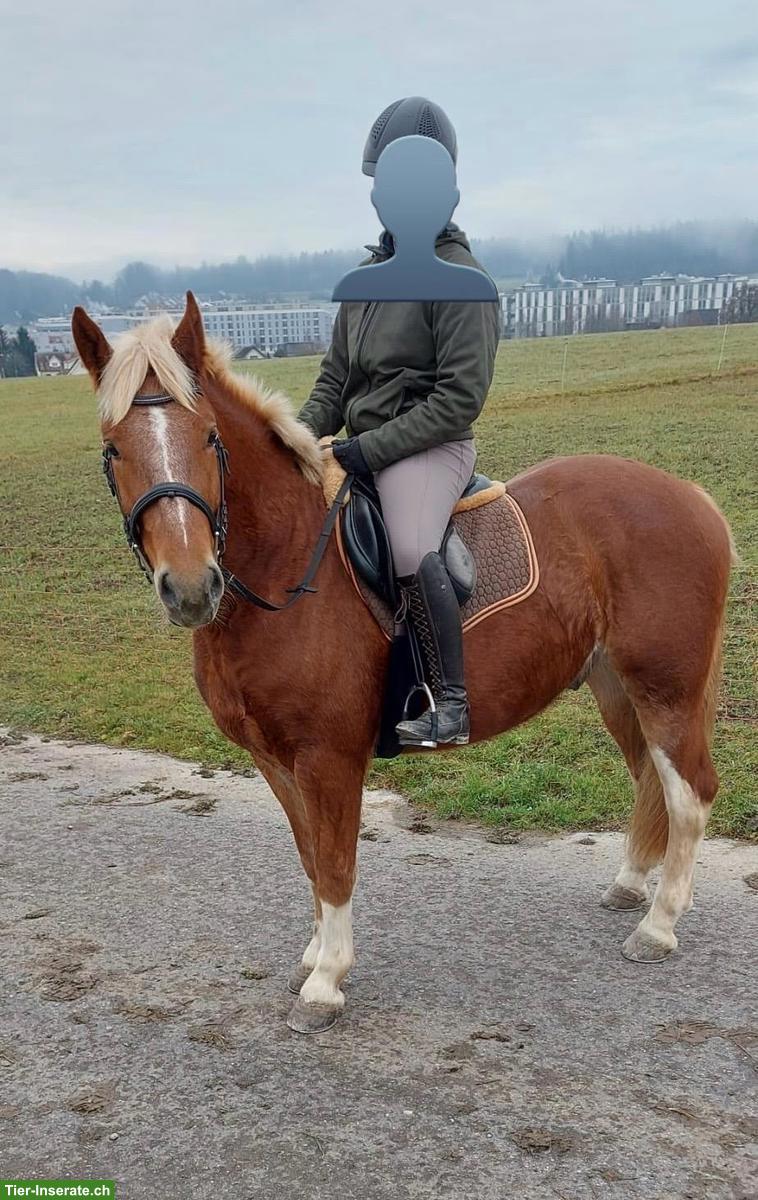 Tolle Freiberger zu verkaufen