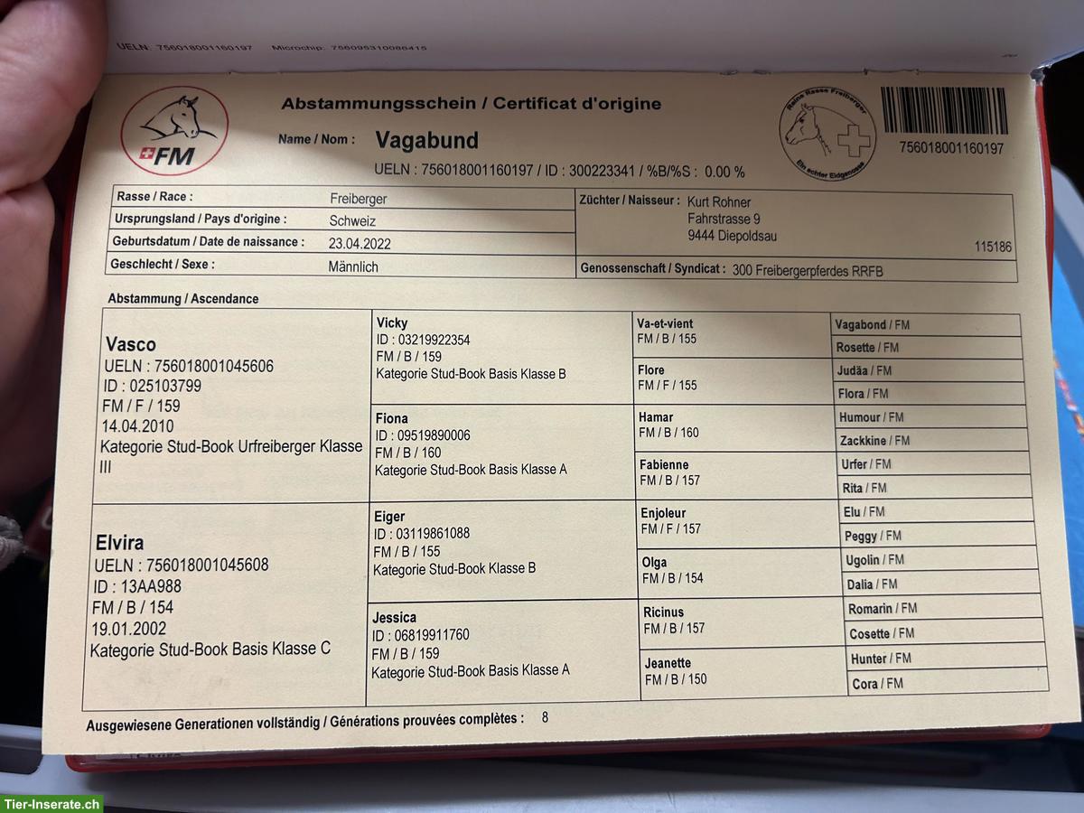 Bild 2: Tolle Freiberger zu verkaufen