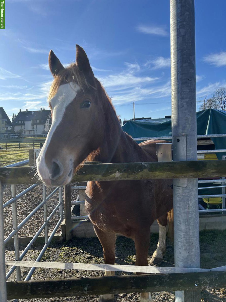 Bild 3: Tolle Freiberger zu verkaufen