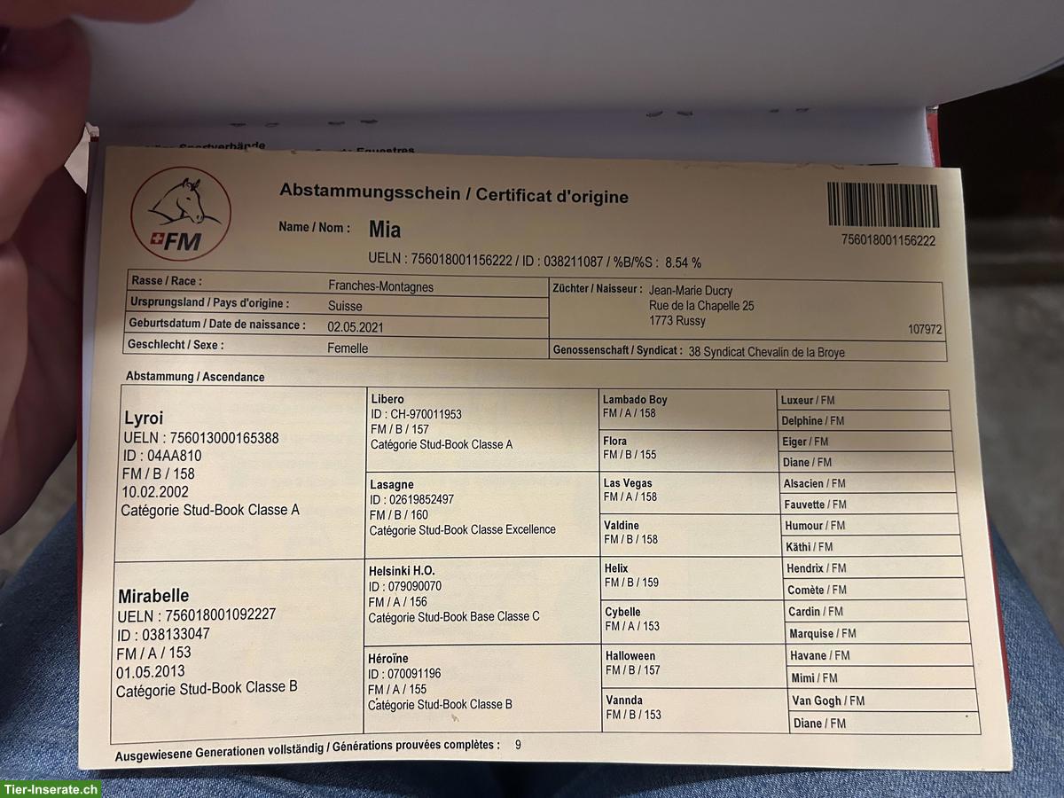 Bild 4: Tolle Freiberger zu verkaufen