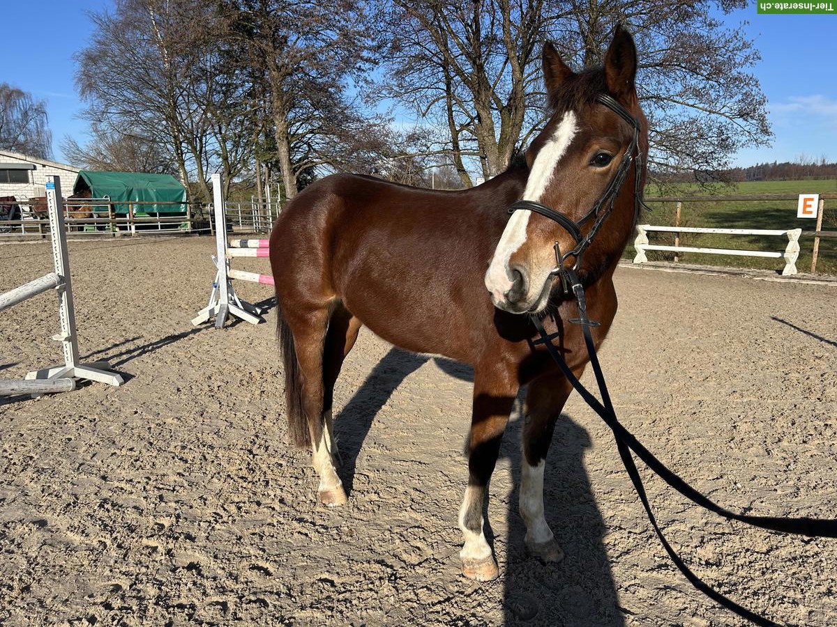 Bild 5: Tolle Freiberger zu verkaufen