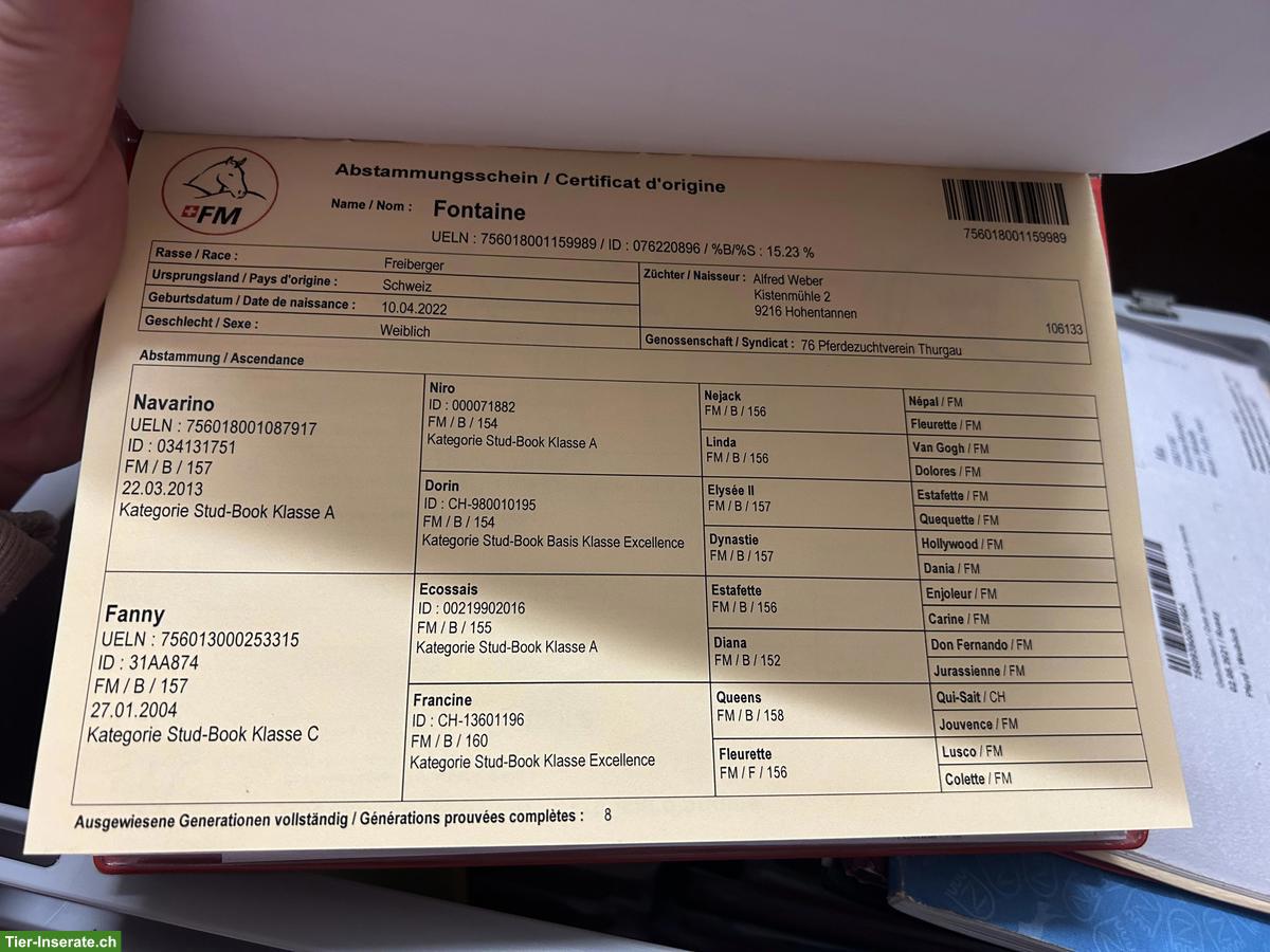 Bild 6: Tolle Freiberger zu verkaufen