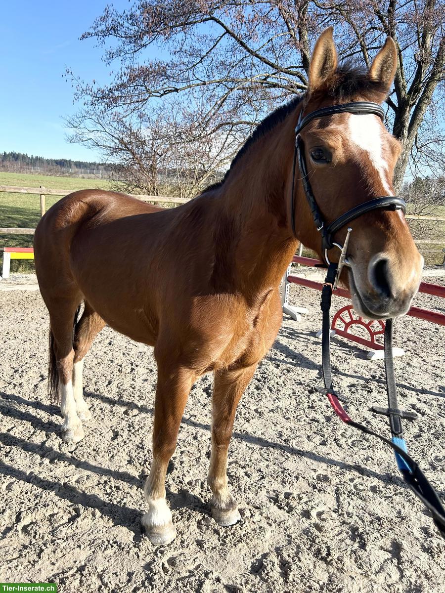 Bild 7: Tolle Freiberger zu verkaufen