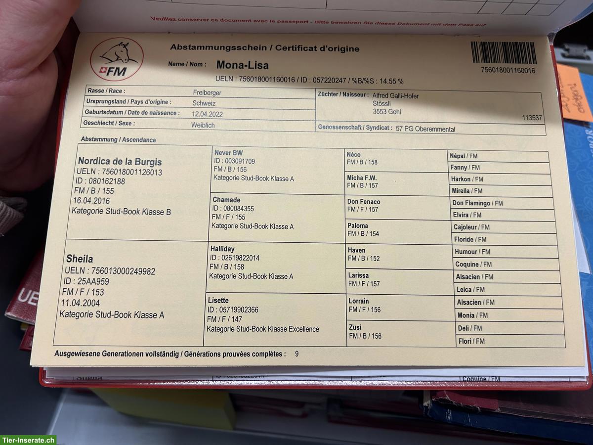 Bild 8: Tolle Freiberger zu verkaufen