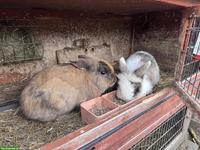 2 Zwergkaninchen Rammler mit Stall GRATIS abzugeben