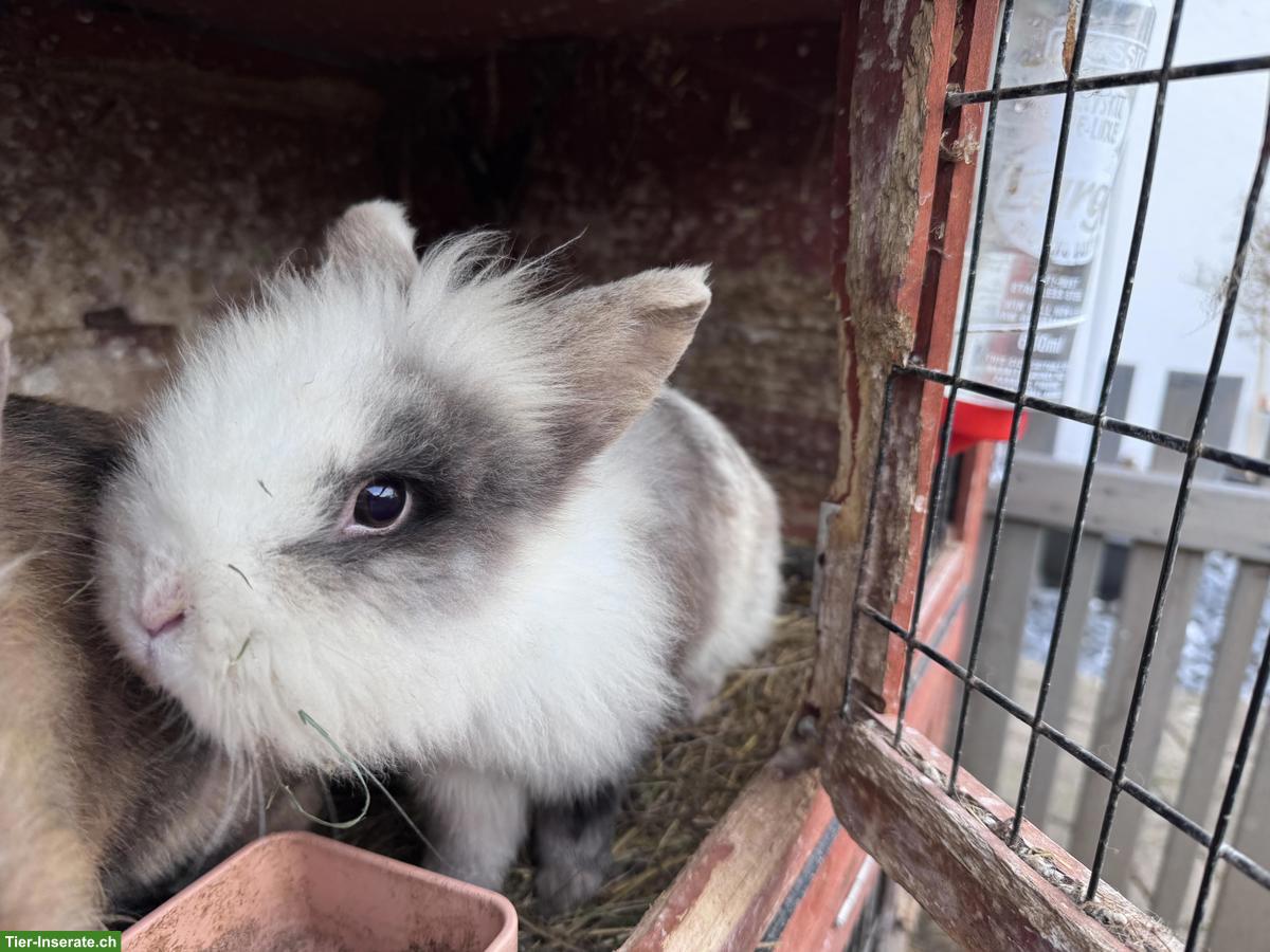 Bild 2: 2 Zwergkaninchen Rammler mit Stall GRATIS abzugeben