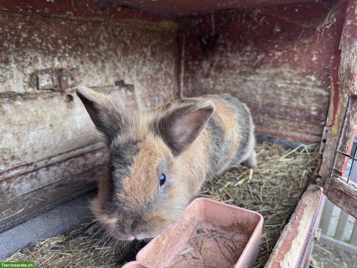 Bild 3: 2 Zwergkaninchen Rammler mit Stall GRATIS abzugeben