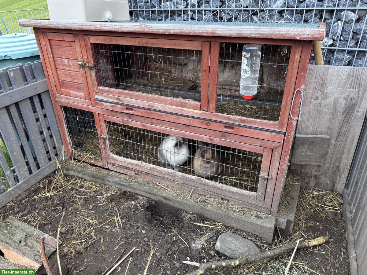 Bild 4: 2 Zwergkaninchen Rammler mit Stall GRATIS abzugeben