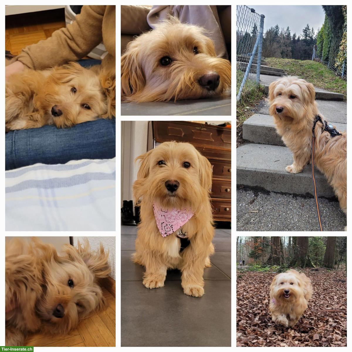 Bild 2: Rumänische Straßenhund-Mix Hündin - nur für Hundeprofis!