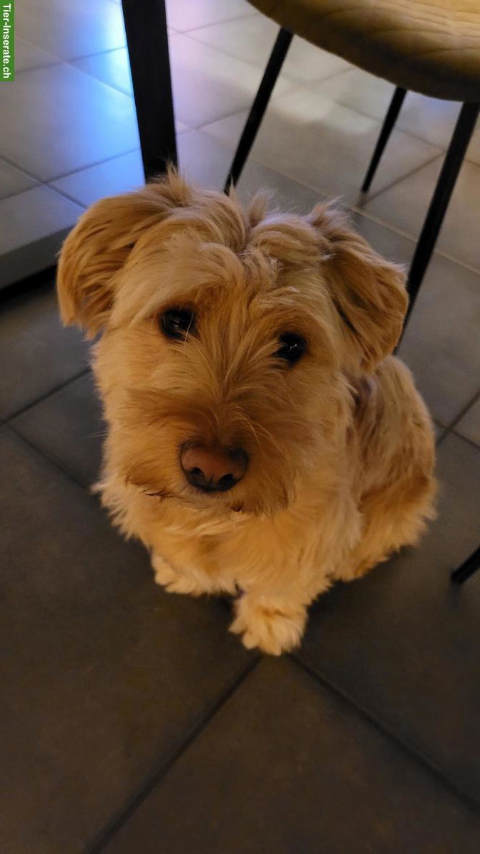 Bild 3: Rumänische Straßenhund-Mix Hündin - nur für Hundeprofis!