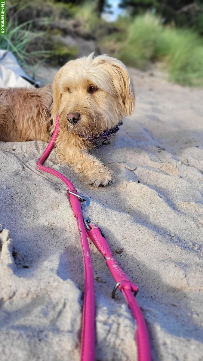 Bild 4: Rumänische Straßenhund-Mix Hündin - nur für Hundeprofis!