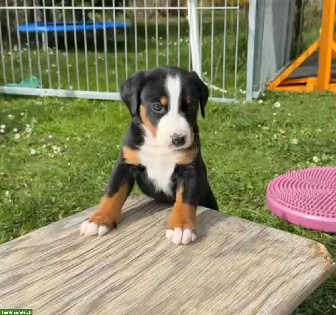 Bild 2: Appenzeller Sennenhunde Welpen, Hündinnen und Rüden