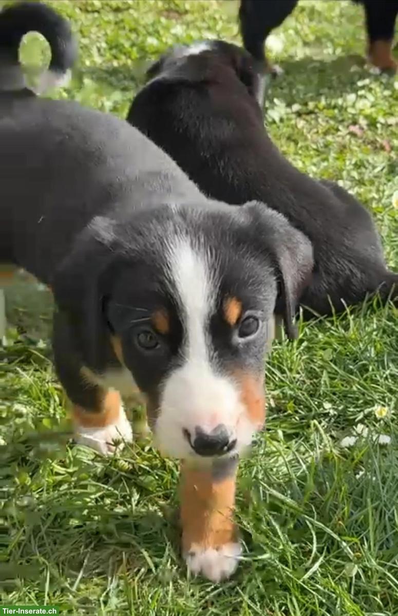 Bild 3: Appenzeller Sennenhunde Welpen, Hündinnen und Rüden