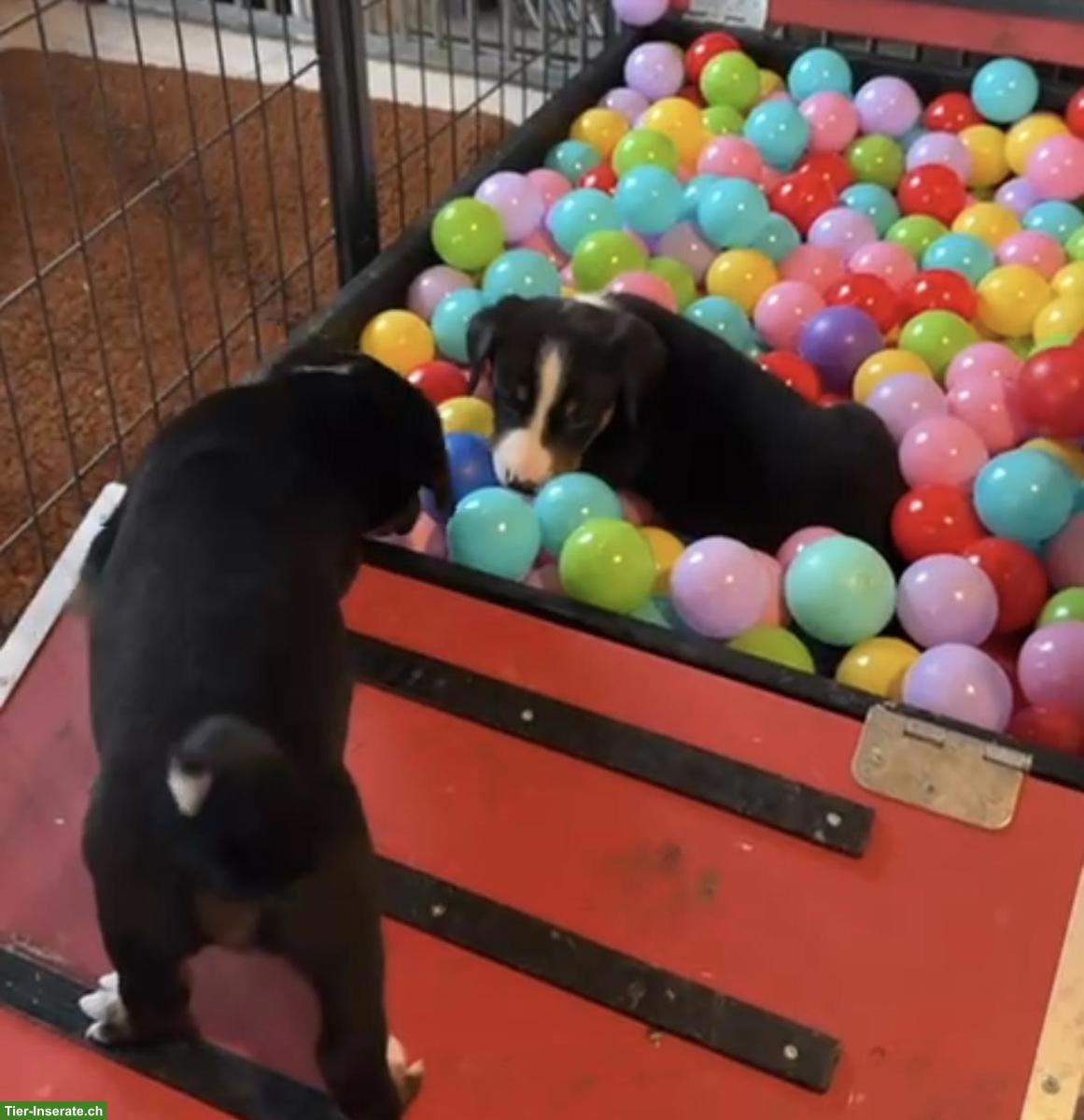 Bild 4: Appenzeller Sennenhunde Welpen, Hündinnen und Rüden
