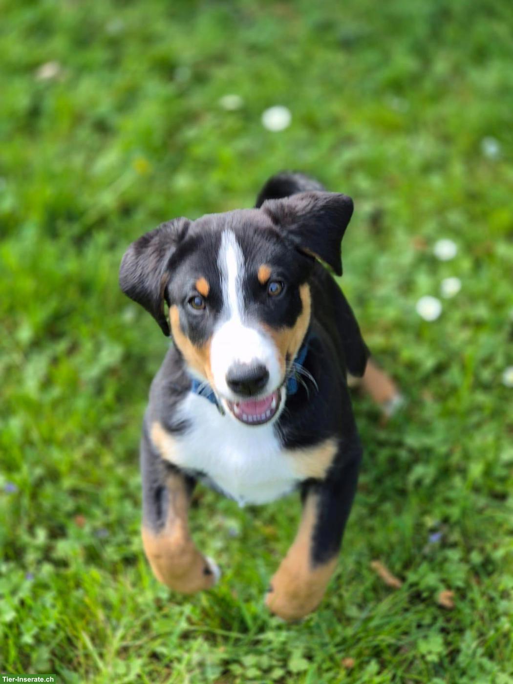 Bild 5: Appenzeller Sennenhunde Welpen, Hündinnen und Rüden
