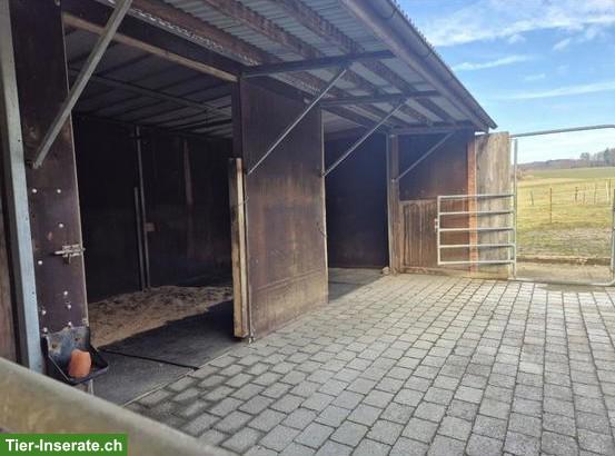 Offenstall in Bucheggberg: Pony/Kleinpferd als Gesellschaft gesucht