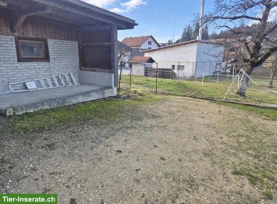 Bild 3: Offenstall in Bucheggberg: Pony/Kleinpferd als Gesellschaft gesucht