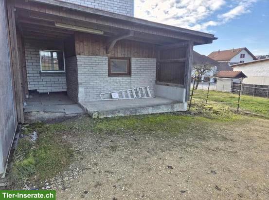 Bild 4: Offenstall in Bucheggberg: Pony/Kleinpferd als Gesellschaft gesucht