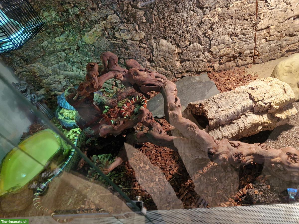 Königsnatter mit Terrarium + Zubehör